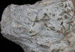 Schist - Staurolite